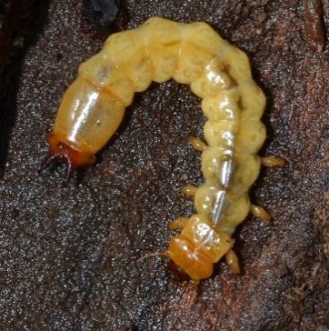 Pyro larva